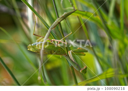 カマキリ科ハラビロカマキリ♀ 108090218