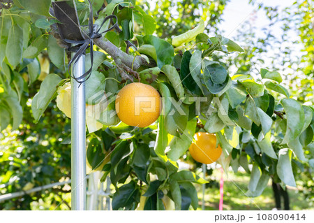 梨農園　和梨 108090414