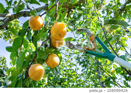 梨農園　和梨 108090426