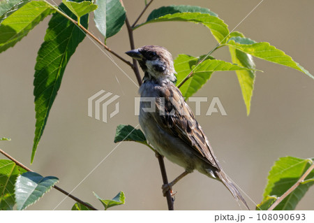 枝に止まるスズメ科スズメ 108090693