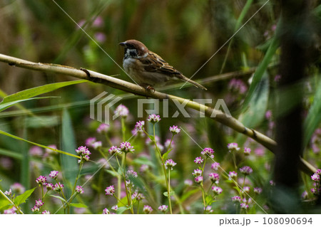 葭原のスズメ科スズメ 葭原のスズメ科スズメ 108090694