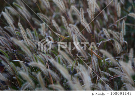 ネコジャラシのアースカラーの大群が秋の情緒をかもし出す 108091145