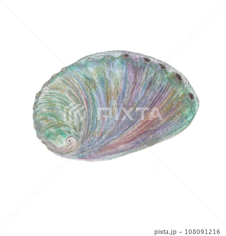 Watercolor hand-drawn abalone isolated on white 108091216