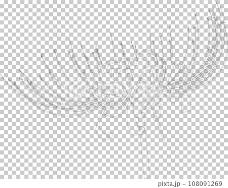 Line drawing of red spider lily 108091269