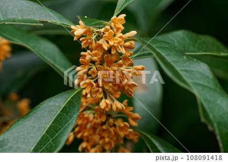 秋の甘い香り　橙黄色の花 108091418