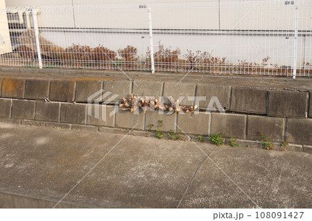 木の根が成長して隙間が出来た擁壁 木の根が成長して隙間が出来た擁壁 108091427