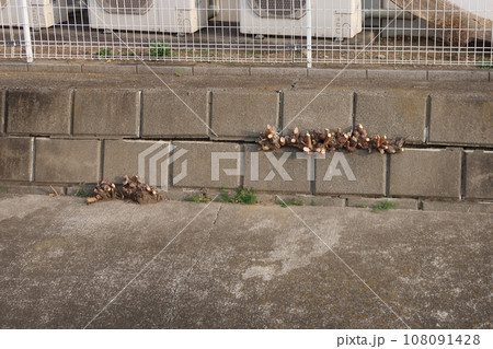 木の根が成長して隙間が出来た擁壁 108091428