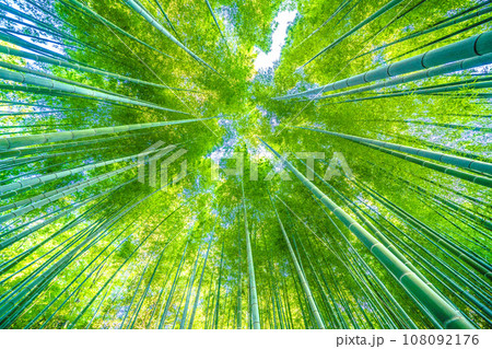 日本の横浜都市景観 美しい緑色に染まった竹林… 108092176