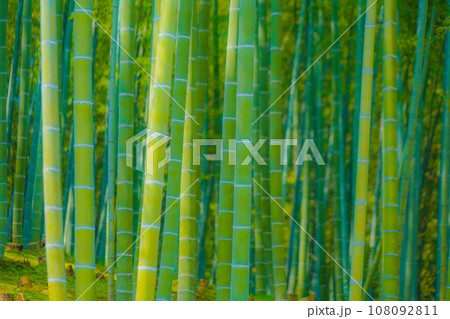たくさんの竹の竹林 108092811