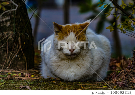 寒さで丸まっている猫 108092812