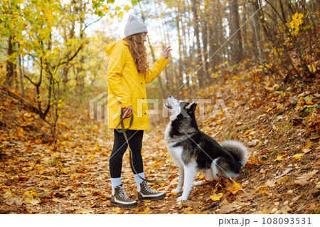 Smiling woman in a yellow coat walks with her cute pet Husky in the autumn forest in sunny weather. 108093531