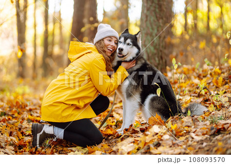 Smiling woman in a yellow coat walks with her cute pet Husky in the autumn forest in sunny weather. Smiling woman in a yellow coat walks with her cute pet Husky in the autumn forest in sunny weather. 108093570