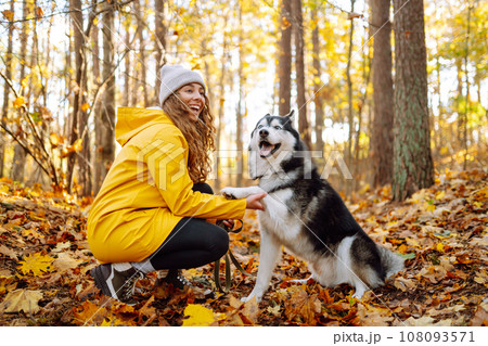 Smiling woman in a yellow coat walks with her cute pet Husky in the autumn forest in sunny weather. 108093571