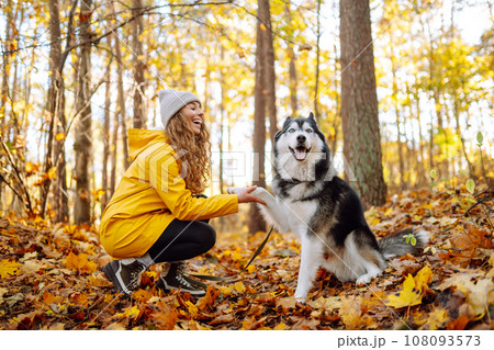 Smiling woman in a yellow coat walks with her cute pet Husky in the autumn forest in sunny weather. 108093573
