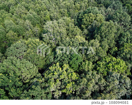 Beautiful dense forest, top view. The tops of a variety of trees. Beautiful dense forest, top view. The tops of a variety of trees. 108094081