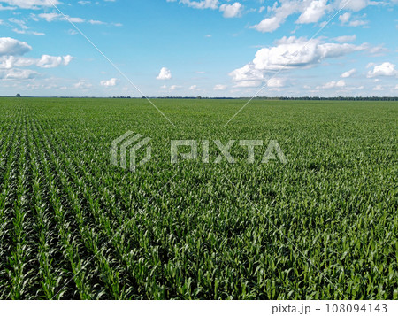 Huge cornfield on a sunny summer day, aerial view. Blue sky over green farm field, landscape. 108094143