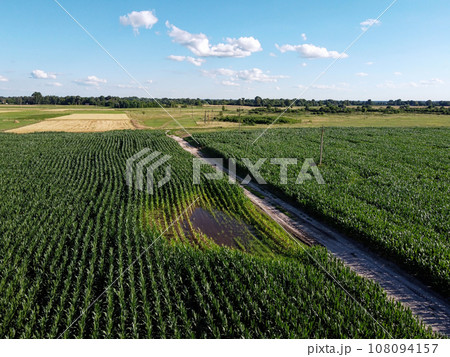 Huge cornfield on a sunny summer day, aerial view. Blue sky over green farm field, landscape. Huge cornfield on a sunny summer day, aerial view. Blue sky over green farm field, landscape. 108094157