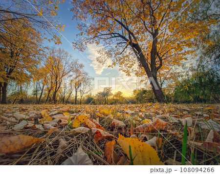 Fall season landscape with colorful trees and yellow foliage on the ground. Calm sunset view, october scenery near the woods Fall season landscape with colorful trees and yellow foliage on the ground. Calm sunset view, october scenery near the woods 108094266