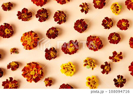 Happy autumn concept. Marigold flowers on an orange background. Autumn composition, postcard, flat lay, top view Happy autumn concept. Marigold flowers on an orange background. Autumn composition, postcard, flat lay, top view 108094716