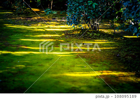 妙心寺・退蔵院の秋、西日が差す庭の苔床に木漏れ日のストライプ 108095189