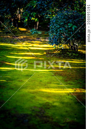 妙心寺・退蔵院の秋、西日が差す庭の苔床に木漏れ日のストライプ 108095191