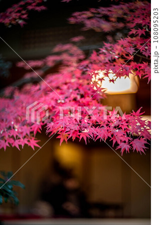 妙心寺・退蔵院の秋、茶席・大休庵前の真っ赤な紅葉、秋色の光の渦 108095203