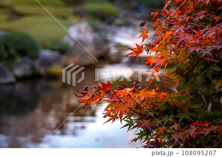 妙心寺・退蔵院の秋、余香苑の池の水面を背景にカラフルに色づいた紅葉を眺める 108095207