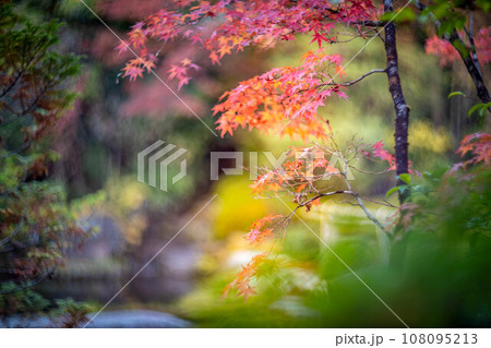 妙心寺・退蔵院の秋、カラフルに色づきはじめた余香苑の紅葉 108095213