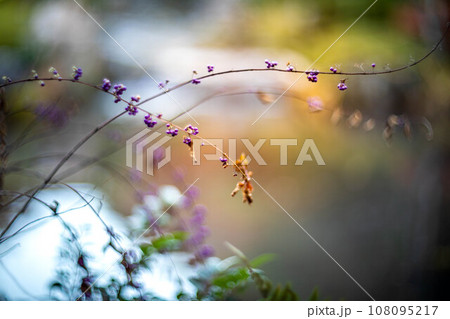妙心寺・退蔵院の秋、余香苑の池畔に実ったムラサキシキブの実 108095217