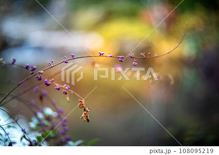 妙心寺・退蔵院の秋、余香苑の池畔に実ったムラサキシキブの実 108095219