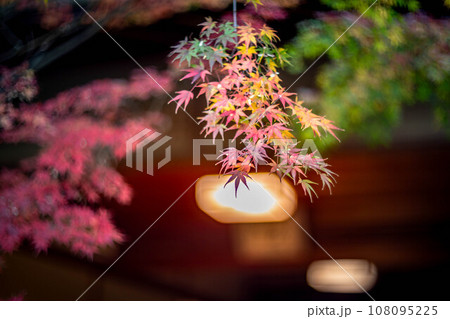 妙心寺・退蔵院の秋、茶席・大休庵前のカラフルな紅葉 108095225