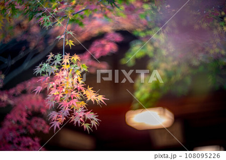 妙心寺・退蔵院の秋、茶席・大休庵前のカラフルな紅葉 108095226