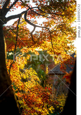 妙心寺・退蔵院の秋、余香苑のカラフルな紅葉に差す秋色の西日 108095232