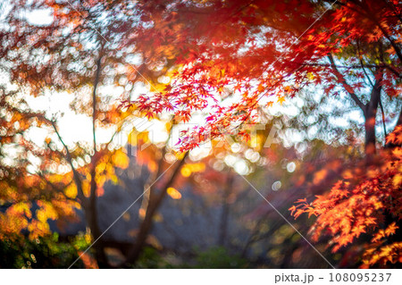 妙心寺・退蔵院の秋、余香苑の真っ赤な紅葉、秋色の光の渦 108095237