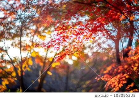 妙心寺・退蔵院の秋、余香苑の真っ赤な紅葉、秋色の光の渦 108095238