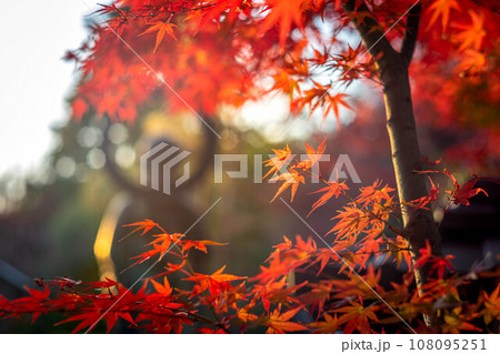 妙心寺・退蔵院の秋、見頃の真っ赤な紅葉と秋色の光の渦の中にたたずむ水子地蔵のシルエット 108095251