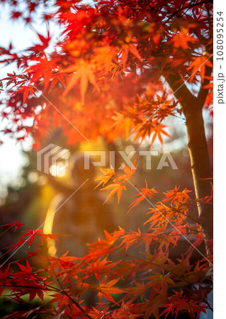 妙心寺・退蔵院の秋、見頃の真っ赤な紅葉と秋色の光の渦の中にたたずむ水子地蔵のシルエット 108095254