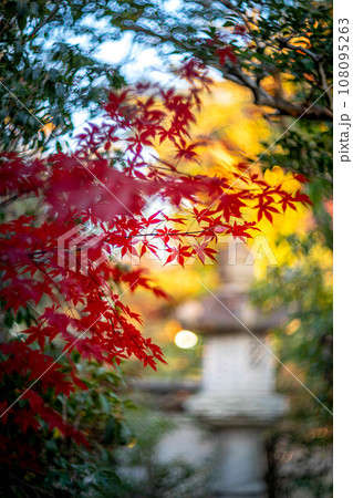 妙心寺・退蔵院の秋、見頃の真っ赤な紅葉とカラフルな秋色の光の渦、石灯籠のシルエット 108095263