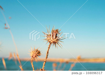 A closeup of dry thistles in Ayia Napa coast in Cyprus, blue sky and sea blurred background A closeup of dry thistles in Ayia Napa coast in Cyprus, blue sky and sea blurred background 108096317