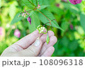 Himalayan balm seeds in hand close up photo. Policeman Helmet plant, Bobby Tops, Invasive asian plant species 108096318