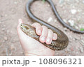 European legless lizard, Pseudopus apodus apodus, Sheltopusik. It's a non venomous reptile looks like a snake. Caught in Armenia 108096321