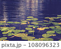Yellow lotus flower or water lily. Lotus leaves and lotus bud in a pond 108096323