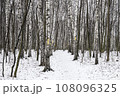 A Majestic Birch Grove Amidst the Snow 108096325