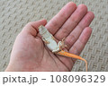 Wild lizard in hand, caught on the beach in Sharm El Sheikh, Egypt 108096329