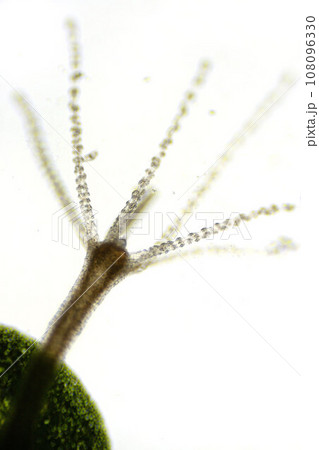 Hydra vulgaris under a light microscope, freshwater hydra taken from the pond Hydra vulgaris under a light microscope, freshwater hydra taken from the pond 108096330
