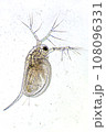 Zooplankton Water Flea Daphnia, microscopic image of crustacea 108096331