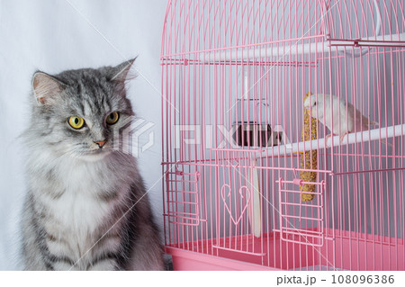 The cat is sitting near a pink cage with a wavy white parrot.  108096386