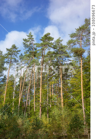 European pine trees against the sky. 108096673