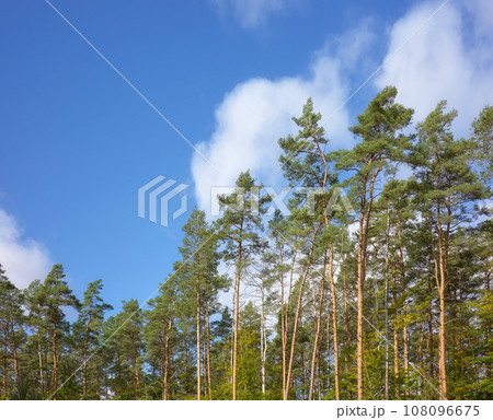 European pine trees against the sky. European pine trees against the sky. 108096675