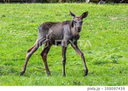 Baby of moose or elk, Alces alces is the largest extant species in the deer family. 108097439